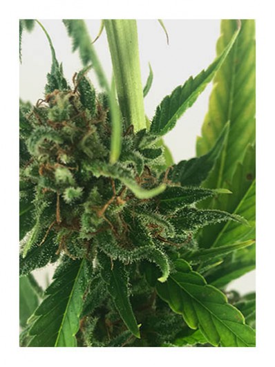 ᐅ Comprar Semillas marihuana cannabis Fetida para cultivos de