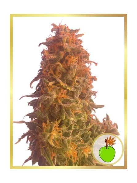 Auto Apple Fruit de Mr. Hide Seeds