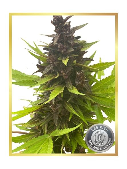 Auto Purple CBD Richs de Mr. Hide Seeds